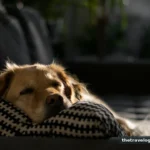 How to Stay for Free with Housesitting