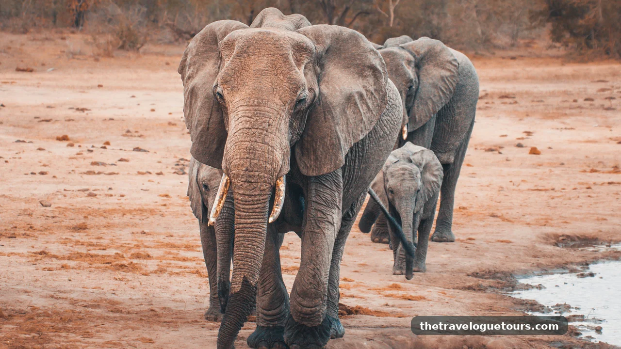 Best Wildlife Encounters in the World Best Wildlife Encounters in the World