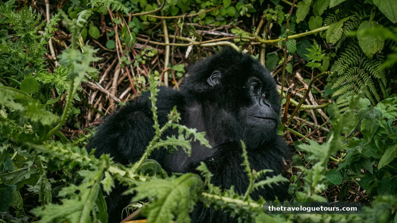 A relaxed mountain gorilla in its natural habitat surrounded by dense foliage and greenery
