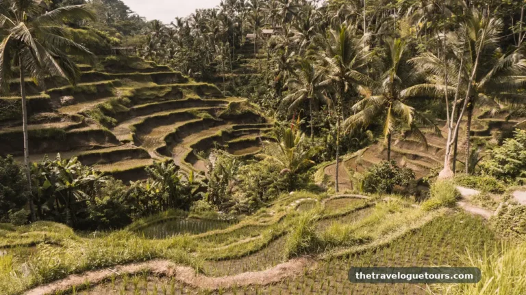 Is Bali Expensive? A Full Travel Cost Breakdown for 2026